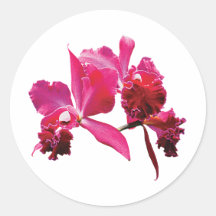 Magenta Orchideeën Stickers