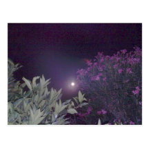 Magie dans le clair de lune carte postale