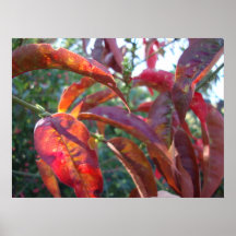 magie d'automne posters