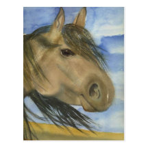 Magie, un mustang américain carte postale