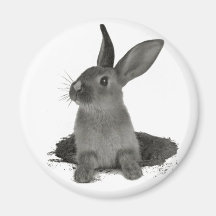 magnet : lapin nain gris magnets pour réfrigérateur