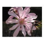Magnolia d'étoile carte postale