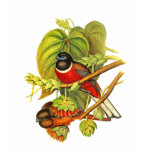 Malabar Trogon T-shirt