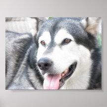 Malamutte dog pet encadré posters