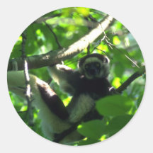 Mâle de Verreaux Sifaka dans l'arbre Autocollants