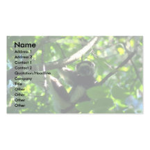Mâle de Verreaux Sifaka dans l'arbre Modèles De Cartes De Visite