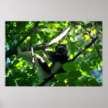 Mâle de Verreaux Sifaka dans l'arbre Posters