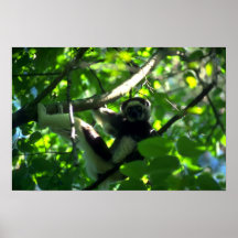 Mâle de Verreaux Sifaka dans l'arbre Posters