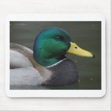 mallard1 tapis de souris