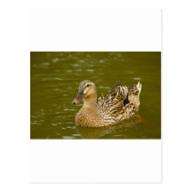 Mallard femelle carte postale