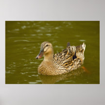 Mallard femelle posters