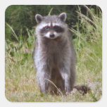 Maman Raccoon Stickers Carrés