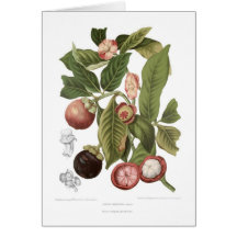 Mangoustan pourpre carte de vœux