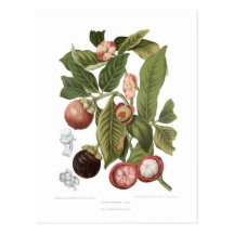 Mangoustan pourpre cartes postales
