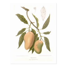 Mangue Cartes Postales