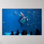 Mantaray Posters