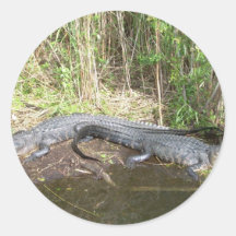 Marais - alligator adhésifs
