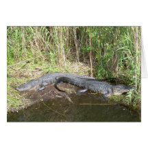Marais - alligator cartes de vœux