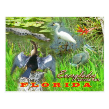 Marais parc national, la Floride Carte Postale