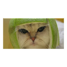 Marchandises drôles de chat photocarte personnalisée