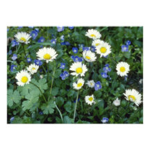 margrieten bloemen persoonlijke  aankondiging