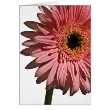 Marguerite #2 de Gerber Cartes De Vœux