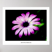 Marguerite africaine (luminescente) affiche