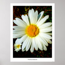 Marguerite blanche (luminescente) posters