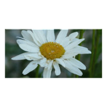 marguerite cartes de vœux avec photo