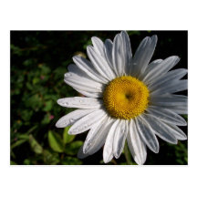 Marguerite Cartes Postales