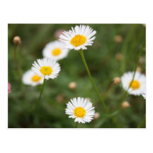 Marguerite Cartes Postales