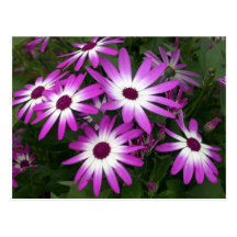 marguerite de fleur carte postale