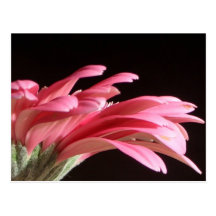 marguerite de gerbera cartes postales