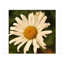 Marguerite des prés cartes postales