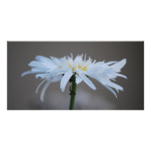 Marguerite hippie et signification cartes avec photo
