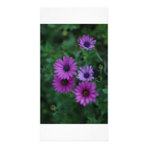 Marguerite Modèle Pour Photocarte