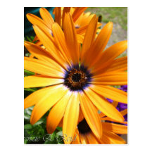 Marguerite orange cartes postales