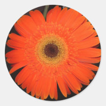 Marguerite orange de Gerber Autocollant
