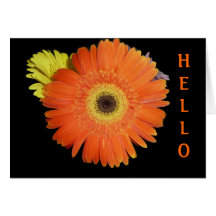 Marguerite orange de Gerber Carte