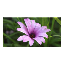Marguerite pourpre cartes de vœux avec photo