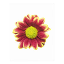 Marguerite rouge cartes postales