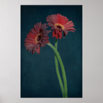 Marguerite rouge posters