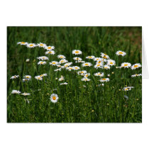 Marguerites cartes