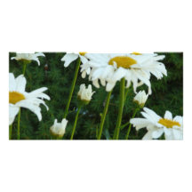 marguerites carte avec photo