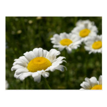 marguerites cartes postales