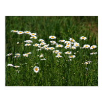 Marguerites cartes postales