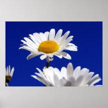 Marguerites de ciel bleu posters