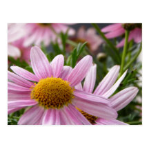 Marguerites de marguerite des prés de frutescens d cartes postales