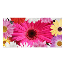 Marguerites de marguerites cartes avec photo