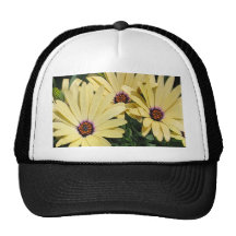 Marguerites de Shasta jaunes Casquettes De Camionneur